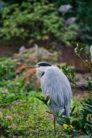 Grey heron sits on land and rests in the sun. An elegant hunter photo