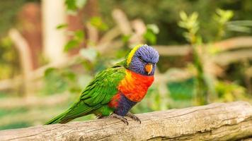 Lorikeet also called Lori for short, are parrot-like birds in colorful plumage photo