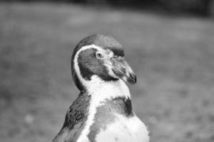 pingüino en retrato. el pequeño pájaro acuático con plumaje blanco y negro. animal foto