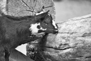 niño en blanco y negro jugando en el zoológico de mascotas. interesante explora el entorno. foto