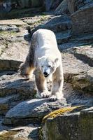 Polar bear in berlin zoo photo