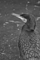 Cormorant bird in black and white in close-up. detailed plumage. Predator photo