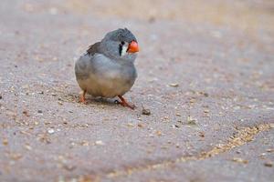 zebra finch on the ground foraging for food. Its colorful plumage photo