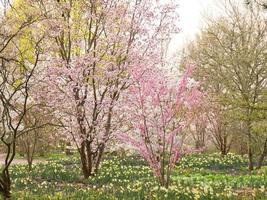 Cherry blossoms in Berlin. In spring, the cherry trees bloom in full splendor. photo