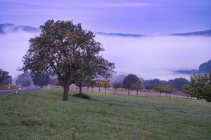 tree on a meadow with fog in the morning hours with purple light mood. photo