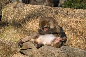 Baboons from the Berlin Zoo grooming their bodies photo