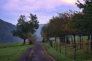 tree on a meadow with fog in the morning hours with purple light mood. photo