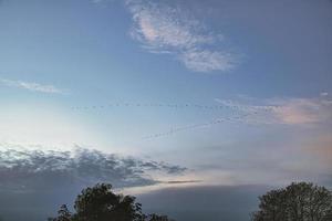 grúas moviéndose en formación en el cielo. aves migratorias en el darss. foto