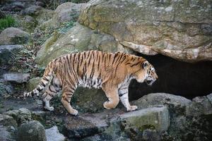 Tigre siberiano. gato grande elegante. depredador en peligro de extinción. piel rayada blanca, negra, naranja foto