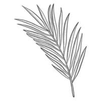 palm tropical leaf plant isolated doodle hand drawn sketch with outline style vector