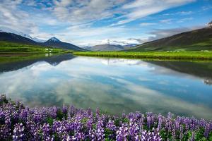 paisaje pintoresco con naturaleza verde en islandia durante el verano. imagen con un carácter muy tranquilo e inocente. foto