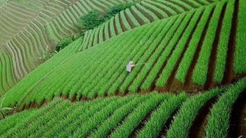 bella veduta aerea delle colline agricole e turistiche, terasssering panyaweuyan-majalengka, indonesia. video