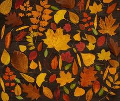 Yellow autumn maple leaves compositions. Autumn concept with red-yellow leaves background. Bright colorful leaves photo