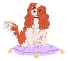 Dog Cavalier King Charles Spaniel sits on pillow. vector