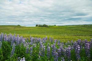 Picturesque landscape with green nature in Iceland during summer. Image with a very quiet and innocent nature. photo