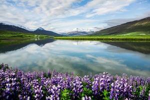 Picturesque landscape with green nature in Iceland during summer. Image with a very quiet and innocent nature. photo