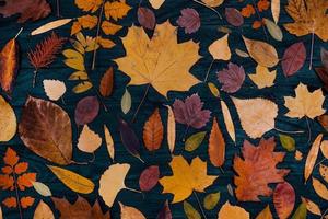 composiciones de hojas de arce de otoño amarillo. concepto de otoño con fondo de hojas rojo-amarillas. hojas de colores brillantes foto