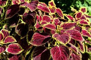 colorful leaves pattern,leaf coleus or painted nettle in the garden photo