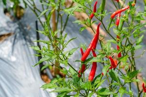 green leaves pattern of chilli tree,Red green chili peppers in organic farm photo