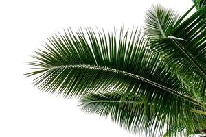 leaf coconut tree isolated on white background,Green leaves pattern photo