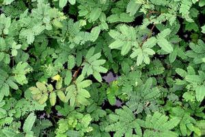 Green leaves pattern,leaf water mimosa background for nature concept photo