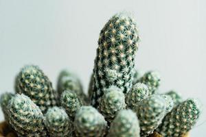 Cerró cactus escobaria con fondo de textura de espina blanca. pequeña planta suculenta, hermosa y resistente a la sequía foto