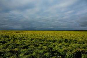 Picturesque landscape with green nature in Iceland during summer. Image with a very quiet and innocent nature. photo