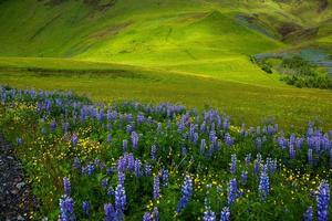 paisaje pintoresco con naturaleza verde en islandia durante el verano. imagen con un carácter muy tranquilo e inocente. foto