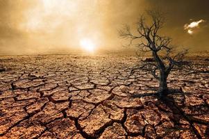 Trees die in a barren land because of global warming. photo