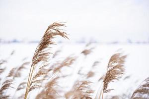 ramas de hierba de pampa en el fondo de la naturaleza invernal. foto