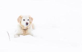 Large labrador retriever dog in winter landscape lies in the snow in snowdrift. photo