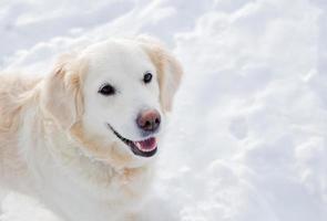 Large white labrador golden retriever dog in winter landscape runs in the snow. photo