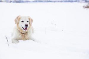 Large labrador retriever dog in winter landscape lies in the snow in snowdrift. photo