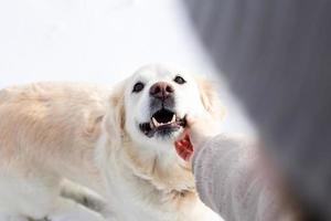 joven mujer hermosa y su perro golden retriever divirtiéndose en invierno. foto