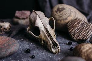 cráneo de perro viejo y piedras en la mesa de brujas. atmósfera oscura y misteriosa. foto