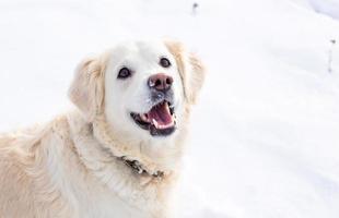 Large white labrador golden retriever dog in winter landscape runs in the snow. photo