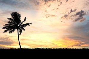 silueta de árbol de coco con hermosa luz natural. para usar como fondo. vista de la naturaleza y concepto de puesta de sol foto