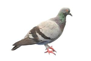 Pigeon on colored background with clipping path photo