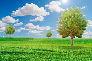 hermosos árboles en el prado. onely árbol entre campos verdes, en el cielo azul de fondo y nubes blancas. árbol verde y campo de hierba con nubes blancas foto