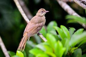 A bird in the tropical forest of Thailand perched on a branch. photo