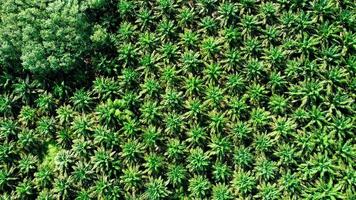 fotografía aérea de una gran plantación de palma aceitera en tailandia. convertir una vista de ángulo alto de una parcela de plantación de palma aceitera. concepto de aceite de palma foto