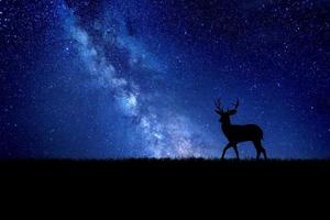 silueta de ciervo nocturno contra el telón de fondo de la vía láctea. bellas imágenes de fondo foto