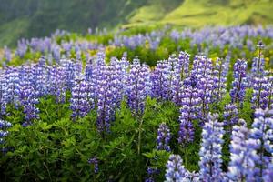 Picturesque landscape with green nature in Iceland during summer. Image with a very quiet and innocent nature. photo