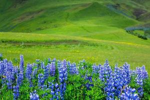 Picturesque landscape with green nature in Iceland during summer. Image with a very quiet and innocent nature. photo