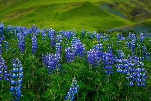 Picturesque landscape with green nature in Iceland during summer. Image with a very quiet and innocent nature. photo