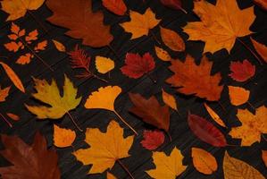 Yellow autumn maple leaves compositions. Autumn concept with red-yellow leaves background. Bright colorful leaves photo