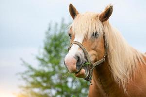 caballo rumiante come hierba foto