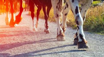 Legged horses in a row photo