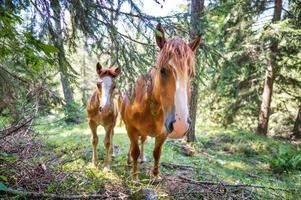 Two horses in the woods photo