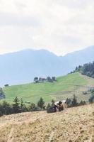 vacas en los Alpes regando. foto